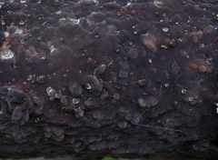 Tremella
