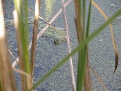 Lithobates clamitans