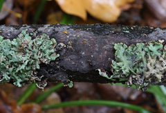 Tremella