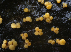 Pezicula acericola
