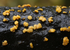 Pezicula acericola