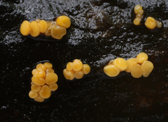 Pezicula acericola