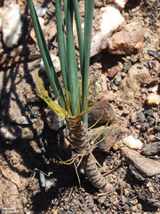 Gethyllis verticillata