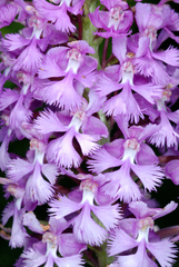 Platanthera psycodes