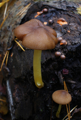 Pluteus romellii
