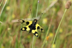 Libelloides macaronius