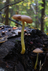 Pluteus romellii