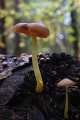 Pluteus romellii