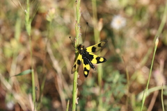 Libelloides macaronius