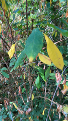 Oemleria cerasiformis