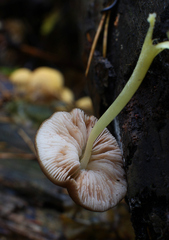 Pluteus romellii