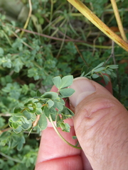 Lotus corniculatus