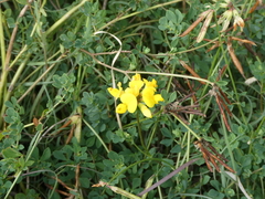 Lotus corniculatus