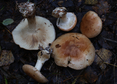 Leucocortinarius bulbiger