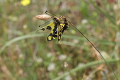Libelloides macaronius