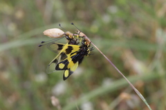 Libelloides macaronius