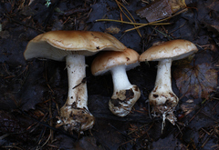 Leucocortinarius bulbiger