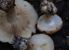 Leucocortinarius bulbiger