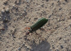 Eupompha fissiceps