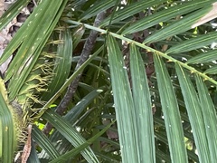 Calamus moti