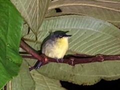 Todirostrum cinereum