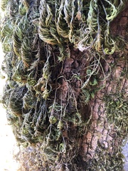 Dendroalsia abietina