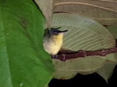 Todirostrum cinereum