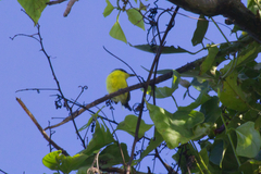 Todirostrum cinereum