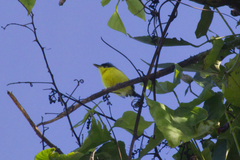 Todirostrum cinereum