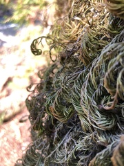 Dendroalsia abietina