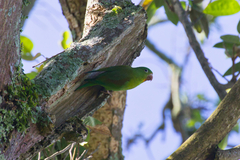 Brotogeris jugularis