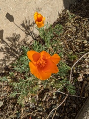 Eschscholzia