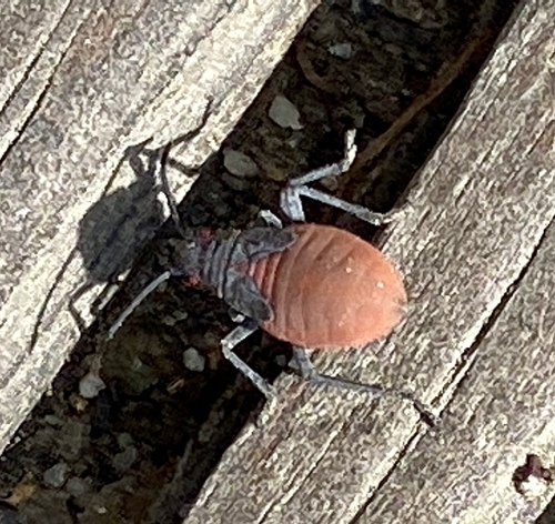 iNaturalist observation photo of Red-shouldered Bug