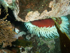 Urticina piscivora