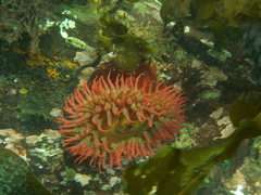 Urticina piscivora