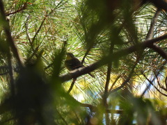 Setophaga pinus
