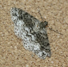 Myrioblephara desumpta