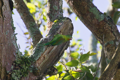 Brotogeris jugularis