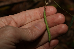 Glycine clandestina