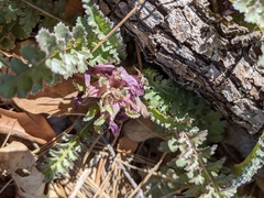 Pedicularis centranthera