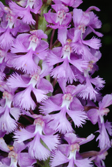 Platanthera psycodes