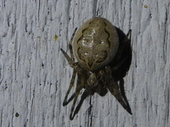 Larinioides cornutus