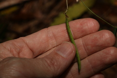 Glycine clandestina