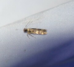 Oegoconia novimundi