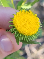 Grindelia nuda