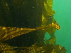 Aulorhynchus flavidus