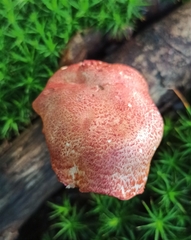 Cortinarius bolaris