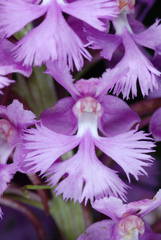 Platanthera psycodes