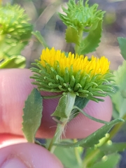 Grindelia nuda