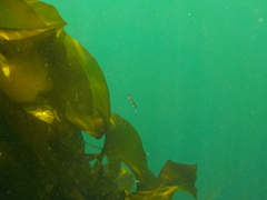 Aulorhynchus flavidus